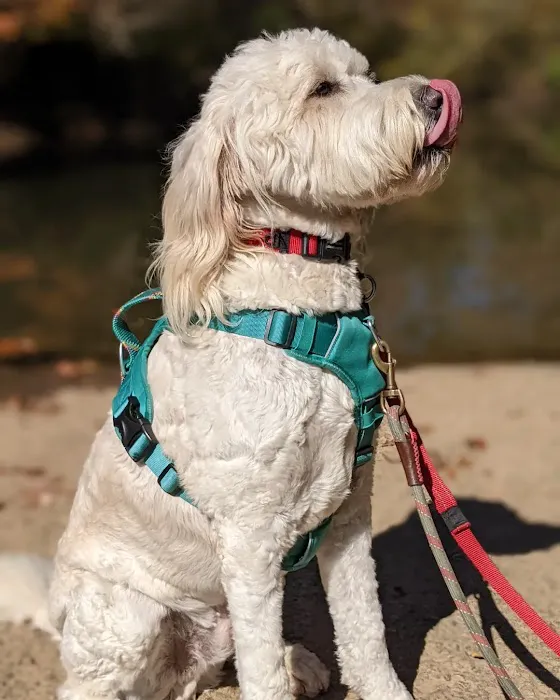Collier Animal Hospital 9