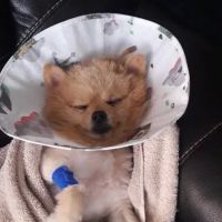 VCA Animal Emergency Center ico