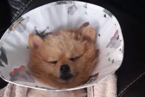 VCA Animal Emergency Center