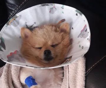 VCA Animal Emergency Center