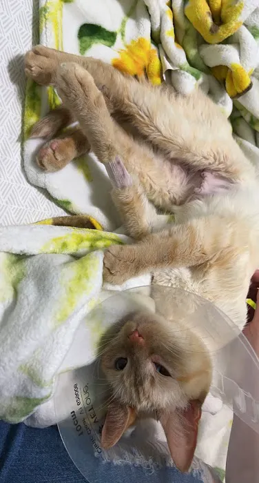 VCA Animal Emergency Center 2
