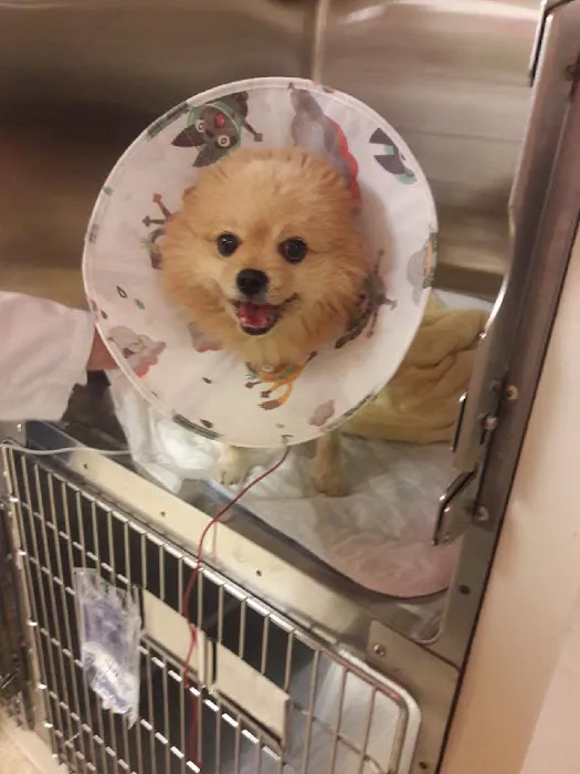 VCA Animal Emergency Center 6