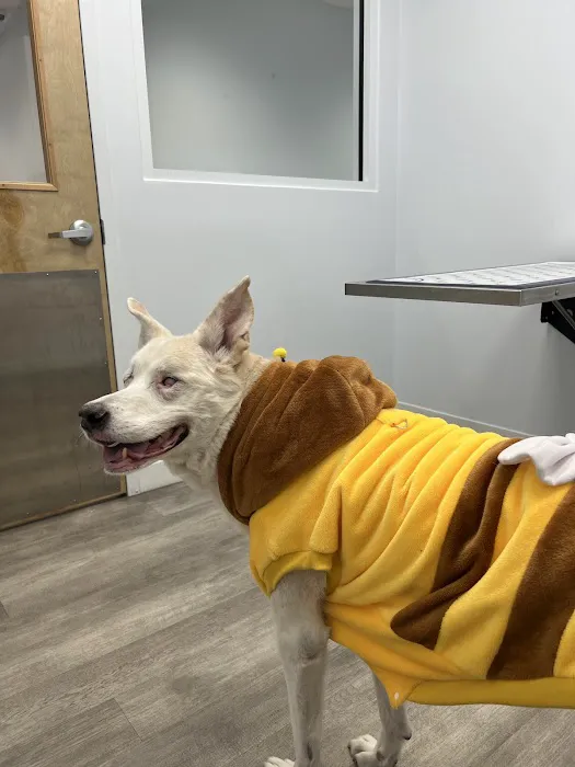 Intown Animal Hospital 1
