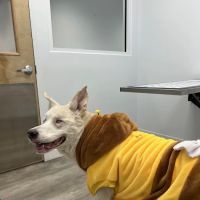 Intown Animal Hospital ico