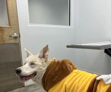Intown Animal Hospital