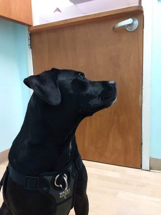 Intown Animal Hospital 5