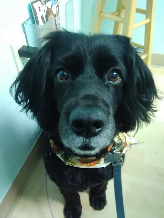 Intown Animal Hospital 6