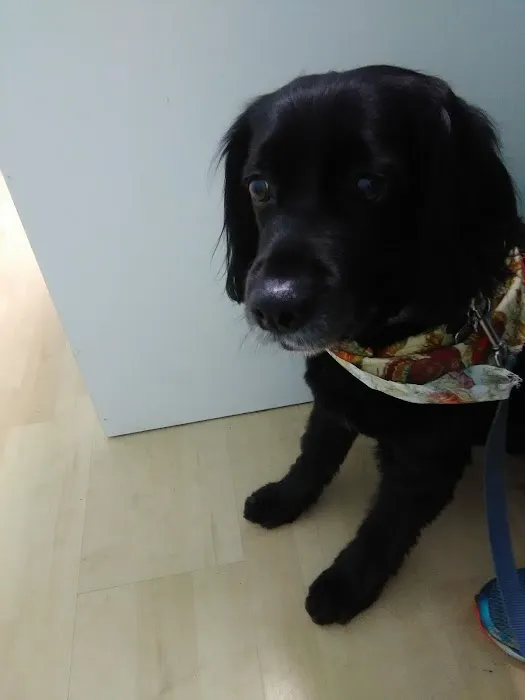 Intown Animal Hospital 9