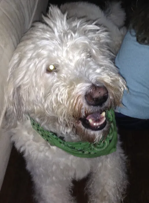 Intown Animal Hospital 7