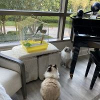 Pharr Road Animal Hospital ico