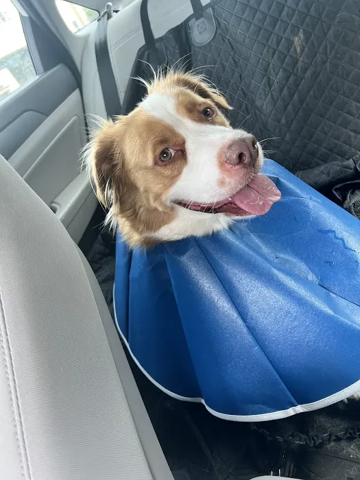 Pharr Road Animal Hospital 6