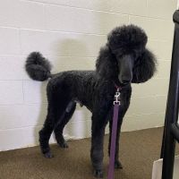 BuckHaven Veterinary Clinic ico
