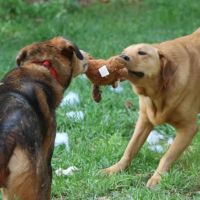 The Veterinary Clinic West ico