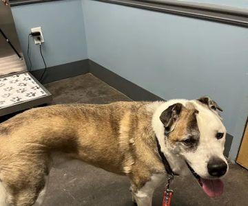 New Hope Animal Hospital - GA
