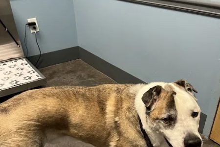 New Hope Animal Hospital - GA