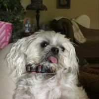 Vet Wellcare Vaccinations Clinic at Pet Supermarket ico
