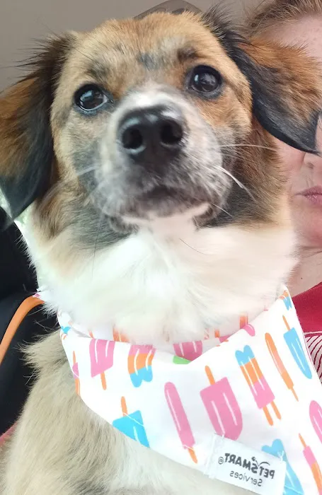 Kennesaw Mountain Veterinary Services 12
