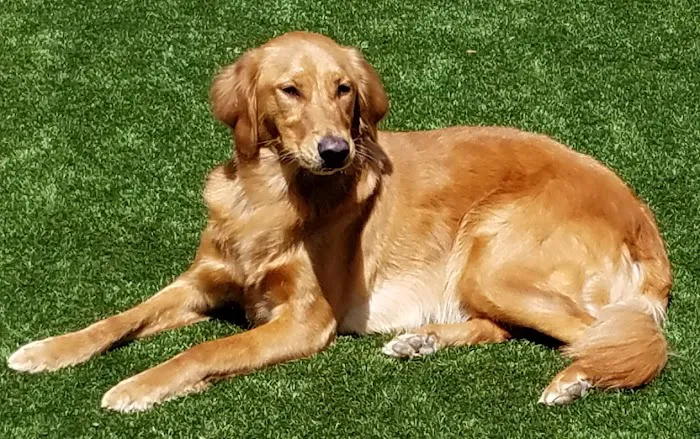 Kennesaw Mountain Animal Hospital 7
