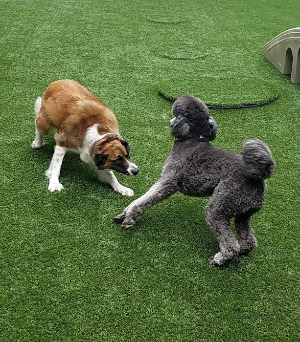 Kennesaw Mountain Animal Hospital 6