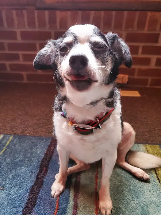 Thrive Pet Healthcare - Decatur 1