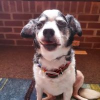 Thrive Pet Healthcare - Decatur ico