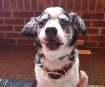 Thrive Pet Healthcare - Decatur