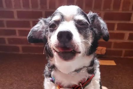 Thrive Pet Healthcare - Decatur
