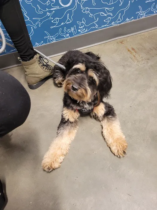 Thrive Pet Healthcare - Decatur 8