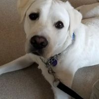 Lavista Animal Hospital ico