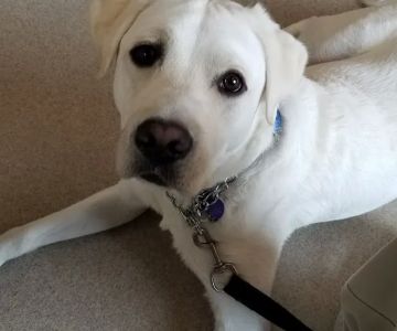 Lavista Animal Hospital