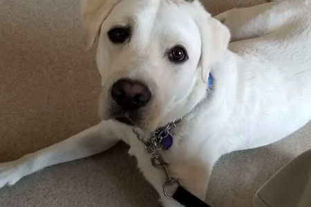 Lavista Animal Hospital