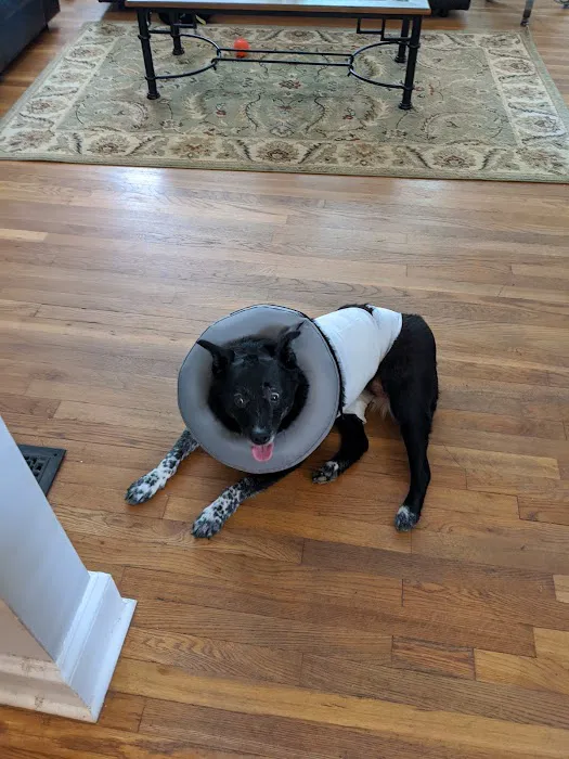 Lavista Animal Hospital 7