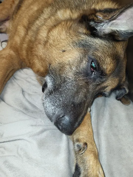 Smyrna Animal Hospital: Griffith Robert A DVM 4