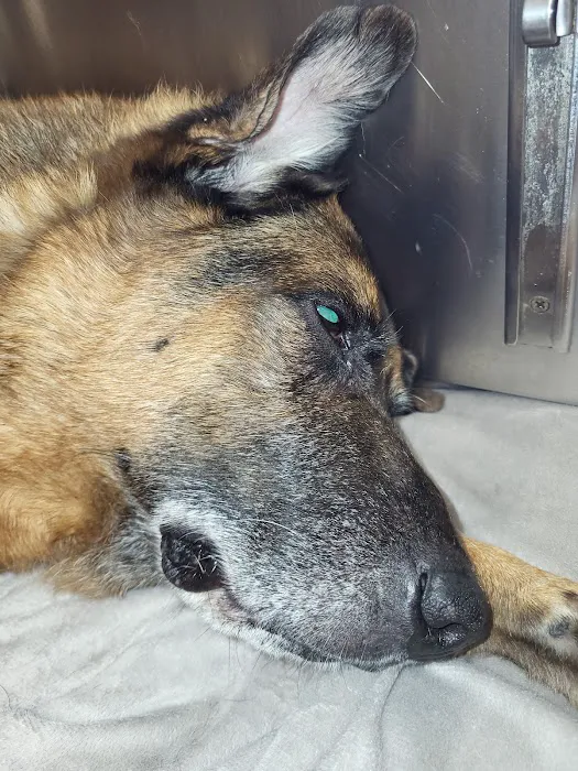 Smyrna Animal Hospital: Griffith Robert A DVM 3