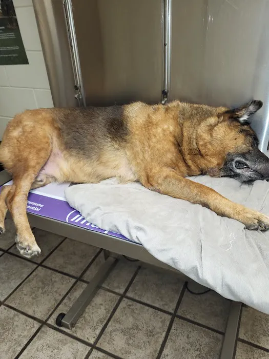 Smyrna Animal Hospital: Griffith Robert A DVM 2