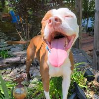 Johnson Veterinary Services ico