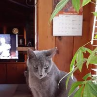 Miller Mobile Veterinary Services and Animal Hospital ico