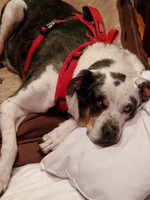 Miller Mobile Veterinary Services and Animal Hospital 4
