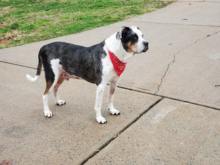 Miller Mobile Veterinary Services and Animal Hospital 6