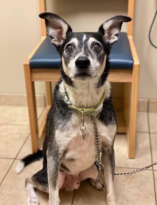VCA Carrollton Animal Hospital 2