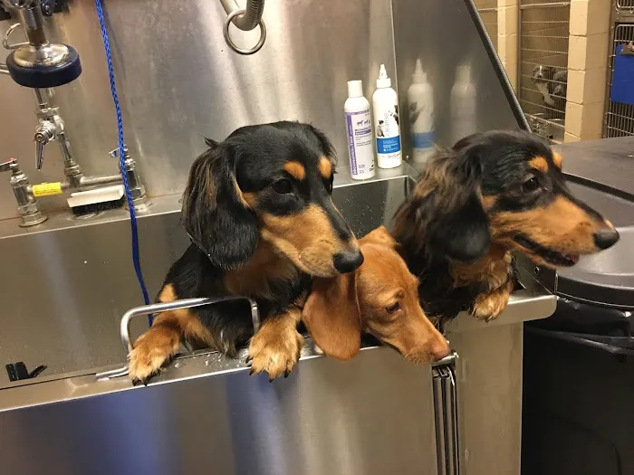 VCA Carrollton Animal Hospital 1