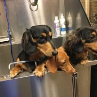 VCA Carrollton Animal Hospital ico