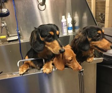 VCA Carrollton Animal Hospital