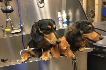 VCA Carrollton Animal Hospital