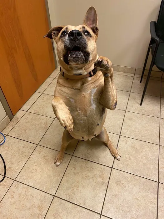 VCA Carrollton Animal Hospital 4