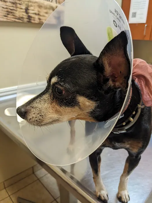 VCA Carrollton Animal Hospital 8
