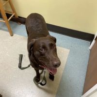 All About Animals Veterinary Hospital ico