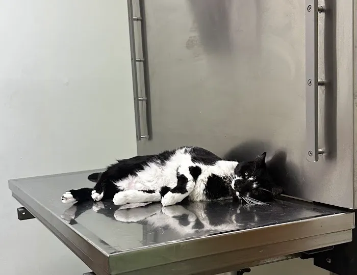 All About Animals Veterinary Hospital 12