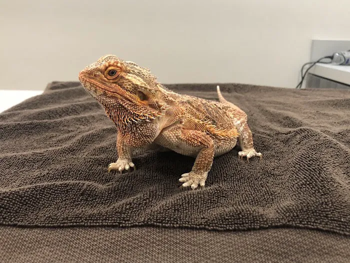 For Pet's Sake 12