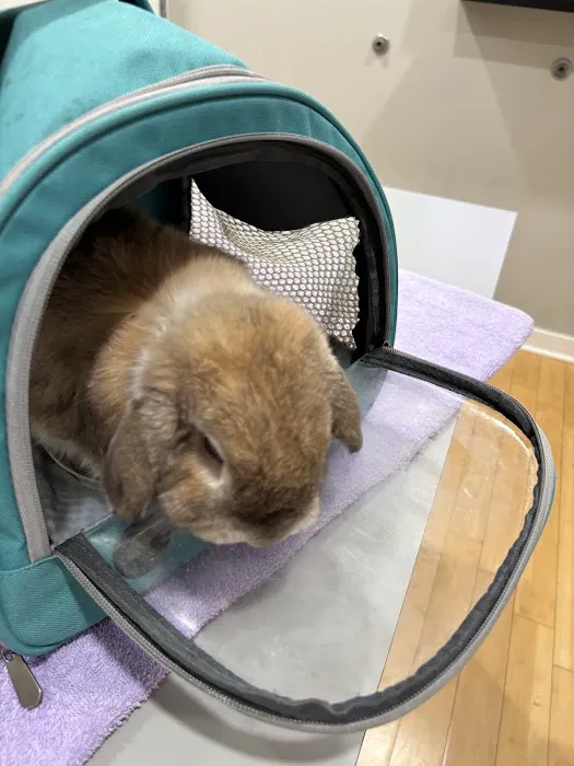 For Pet's Sake 12